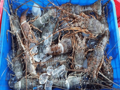 Bình Định - Prices of lobster slumped quite badly