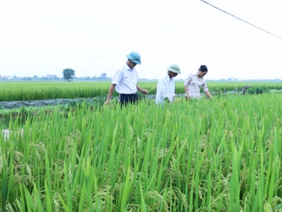 Sản xuất giống lúa chất lượng cao tại Hải Dương