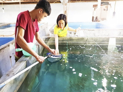 Sinh sản thành công cá ngựa đen thế hệ II