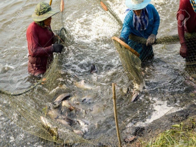 Cooperate to develop a supply chain of organic fish