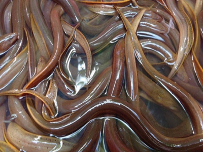 Sản xuất lươn giống bằng thức ăn công nghiệp