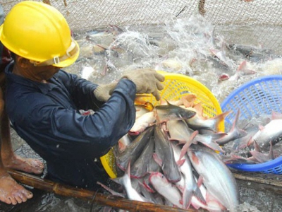 Đồng Tháp plans to launch the Week of pangasius and specialities in Hanoi