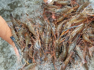 Prices of shrimp increase, tuna continue to fall