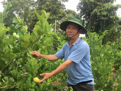 Thành công ban đầu với giống chanh vàng Mỹ