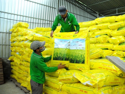Rice seed enterprises find ways to adapt to the Covid times