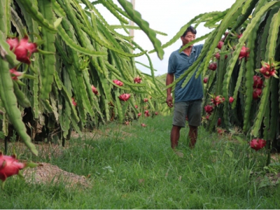 Management of mealybugs on dragon fruit trees as China gears up checking