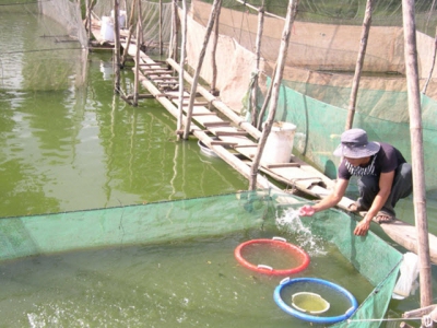 Producing tra fish seeds to the lead in the recovery market