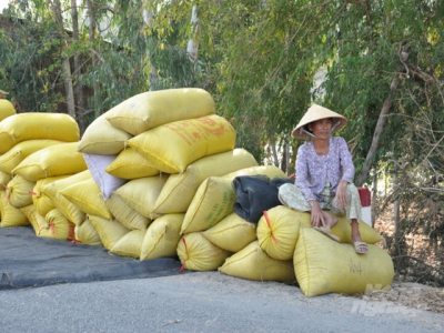 Rice enterprises complain about difficulties in getting bank loans