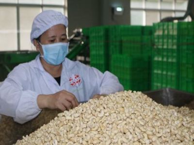 Vietnams cashew exports to UAE increases by 200%