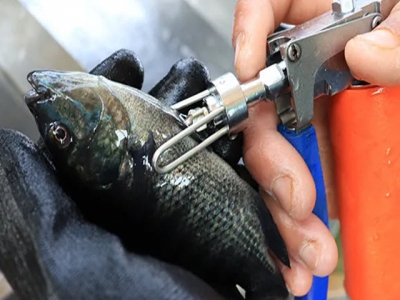 Vaccines provide tilapia producers with a platform for sustainable growth