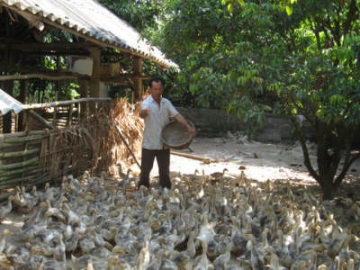 Poultry consumption faces difficulties, farmers reduce flock size