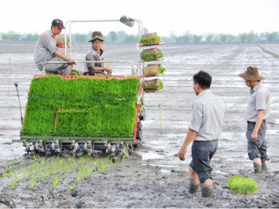 Farmers encouraged to plant autumn-winter crops in dyke-protected regions