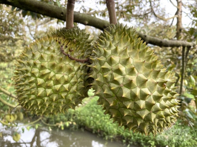 Promoting Ri6 durian consumption in Australia
