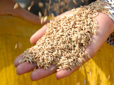 Floating rice: the unique rice variety with internodes of 3 - 5m long