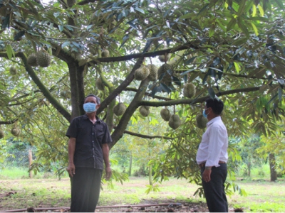 Farmers concerned about durian consumption due to pandemic