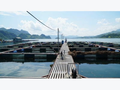 Những kỳ vọng phát triển cá lăng dưới lòng hồ sông Đà