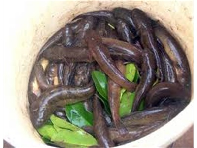 Mô hình nuôi cá bống bớp trong ao nước lợ tại thành phố Vinh