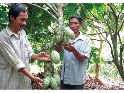 Long Đong Ca Cao Việt