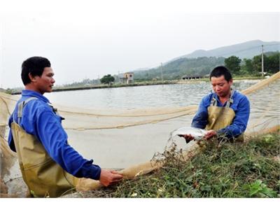 Thử Nghiệm Thành Công Nhiều Giống Cá Mới