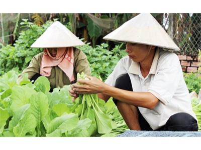 Nhọc Nhằn Làm Nông Sản Sạch