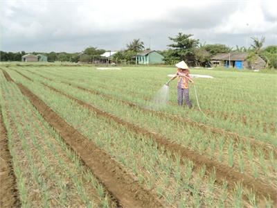 Trồng 1 Hécta Cây Hành Tím Thu Lợi Nhuận Hơn 100 Triệu Đồng