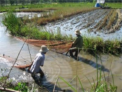 Phương Thức Nuôi Cá Trong Ruộng Lúa