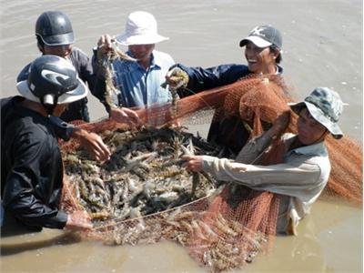 Hội Nghị Tổng Kết Nuôi Tôm Các Tỉnh Phía Nam Năm 2013