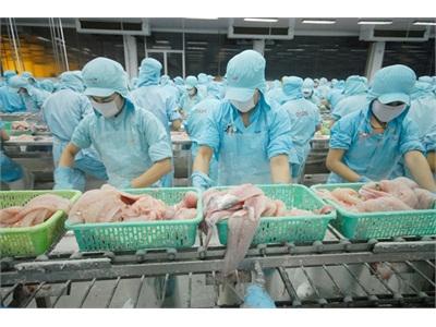 EU, Hàn Quốc Cảnh Báo Cá Tra