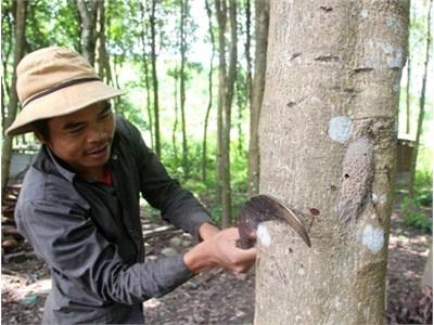 Cây Bời Lời, Chìa Khóa Thoát Nghèo Ở Hướng Việt