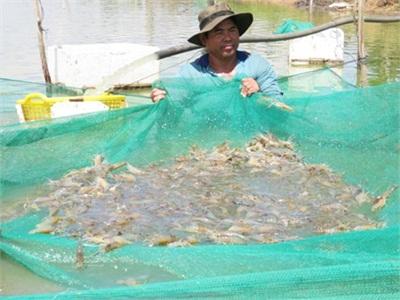 Tam Nông (Đồng Tháp) Vào Mùa Thu Hoạch Rộ Tôm Trứng