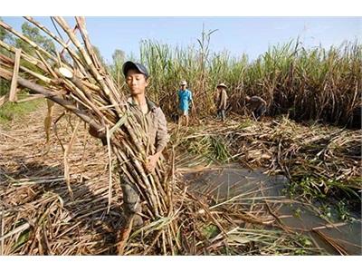 Thêm Vụ Mía Đắng Lòng