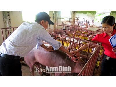 Kết Quả Bước Đầu Của Chương Trình Quản Lý Lợn Đực Giống