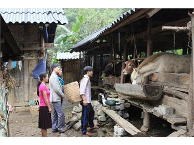 Mèo Vạc Chú Trọng Nguồn Thức Ăn Và Phòng, Chống Rét Cho Đàn Gia Súc