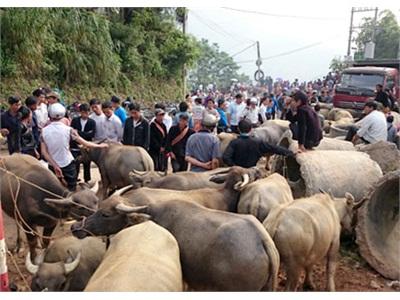 Xín Mần Chú Trọng Phát Triển Nông, Lâm Nghiệp