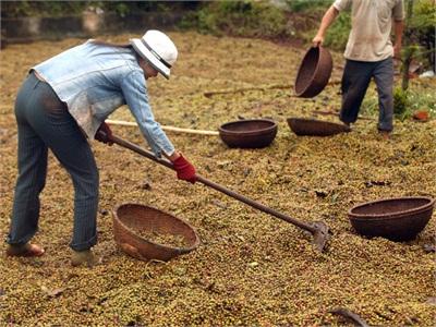 Cà Phê Thế Giới Thiếu Hụt Nghiêm Trọng Nhất Trong 9 Năm