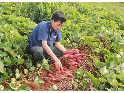 Cách trồng khoai lang đúng kỹ thuật năng suất cao  Nextfarm