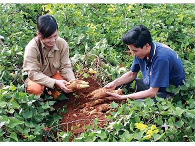 Giống Khoai Lang Siêu Cao Sản HNV1 Và HNV2 Phù Hợp Với Điều Kiện Sản Xuất Ở Tuy Đức