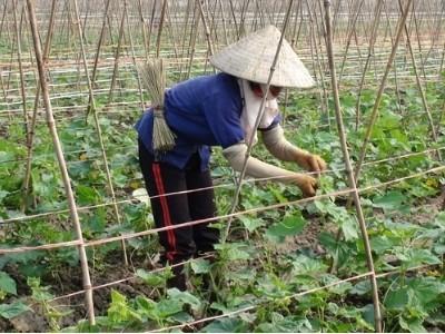 24.000 lao động nông thôn Hải Phòng được đào tạo nghề