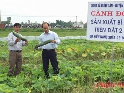 25 ha bí xanh ở Hưng Tân thu nhập cao gấp 3 lần cây trồng khác