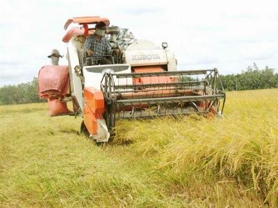 Bi kịch nhiều ruộng vẫn nghèo trồng lúa theo yêu cầu của thương lái