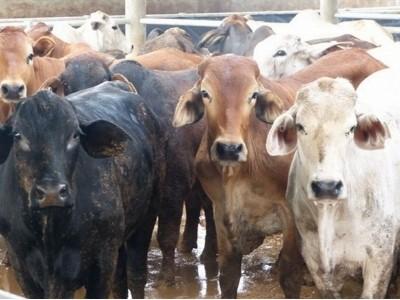 Lượng lớn bò Úc sẽ đổ về Việt Nam sau TPP