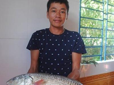 Câu được cá sủ vàng ở Quảng Bình giá nửa tỷ đồng
