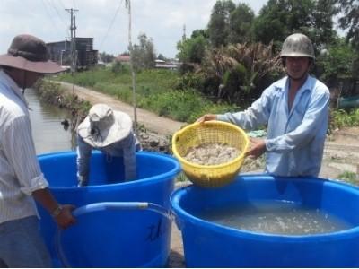 Chuyện nuôi tôm công nghiệp