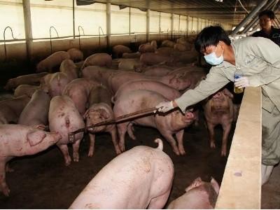 Công ty C.P Việt Nam ngưng hợp đồng chăn nuôi vĩnh viễn với trang trại có sử dụng chất tạo nạc