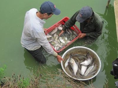 Duy trì phát triển các mô hình nuôi cá nước ngọt