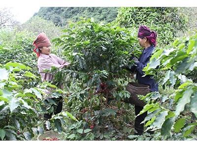 Giải pháp phát triển sản xuất cà phê bền vững