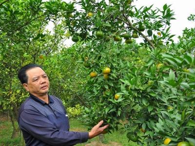 Hình thành nhiều vùng cây ăn quả đặc sản