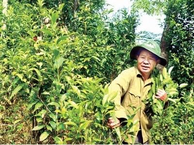 Hướng phát triển mới cho cây chè Minh Long