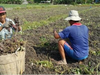 Khoai lang tăng giá 3-4 lần nông dân Vĩnh Long sướng rơn