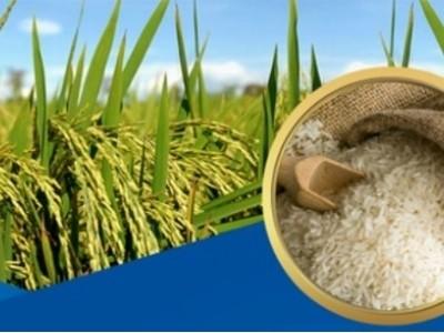 Lúa gạo Việt Nam có thể đứng đầu thế giới